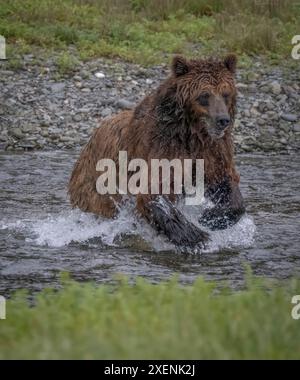 Brown Bear saute à un saumon à Pack Creek. Banque D'Images