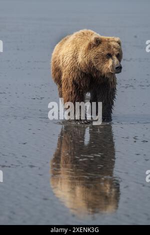 La truie de l'ours brun va grimper sur les vasières du lac Clark. Banque D'Images