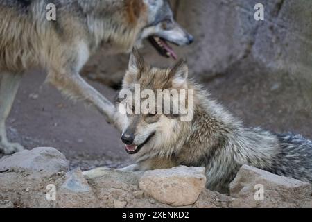 Loup gris mexicain se met d'accord avec le photographe. Banque D'Images