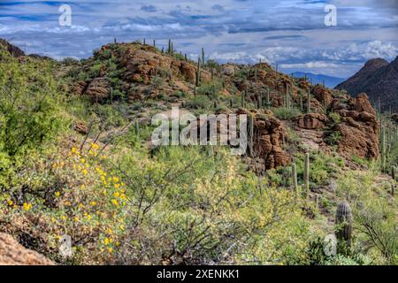 Parc national de Saguaro autour de Tucson, Arizona. Banque D'Images