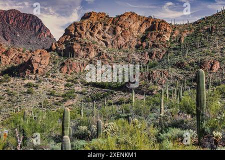 Parc national de Saguaro autour de Tucson, Arizona. Banque D'Images