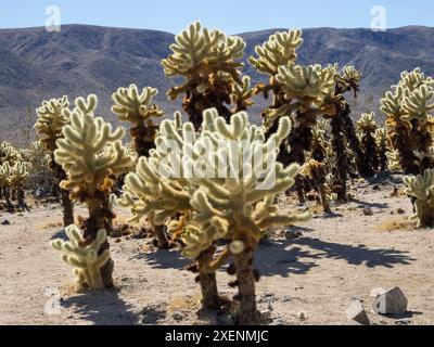Californie, parc national de Joshua Tree. Jardin des cactus de Cholla, gros plan du cactus cholla d'ours en peluche Banque D'Images