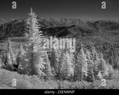 Principalement des épicéas, Sierra Nevada Mountains près de Sierraville, à l'ouest du lac Tahoe, Californie Banque D'Images