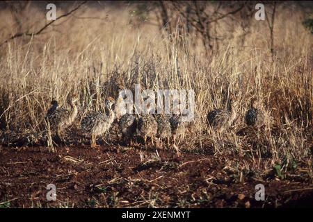Autruche commune, Struthio camelus, poussins camouflés dans l'herbe, Parc national Kruger, Mpumalanga, Afrique du Sud Banque D'Images