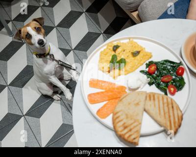 Jack Russell Terrier mendiant dans un café accueillant les chiens. Œufs brouillés saumon et toast sur une assiette. Banque D'Images