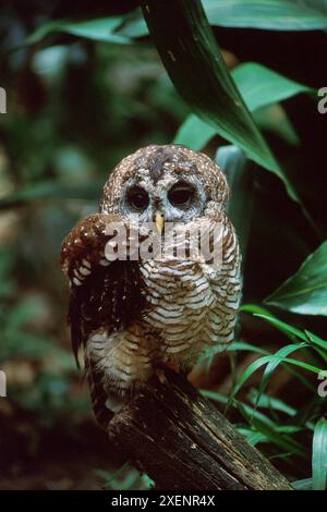 Marsh Owl, Asio capensis, World of Birds, Hout Bay, Cape Town, Afrique du Sud Banque D'Images