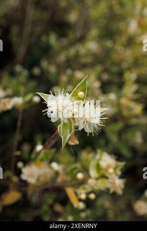 Photographie d'une plante de myrte commune, avec une attention particulière aux pétales, sépales, nombreuses étamines et baies jaune-ambre de sa fleur Banque D'Images