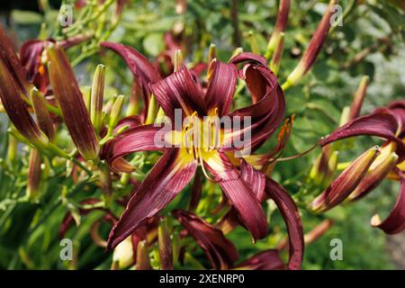 Photographie montrant le détail d'une fleur de nénuphar de jour avec des pétales de couleur marron qui gravissent dans un centre jaune vif avec une longue étamine étendue Banque D'Images
