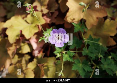 Photographie en gros plan mettant en évidence la couleur violet clair et doux d'une fleur de géranium prairie comme contraste avec son étamine rouge foncé Banque D'Images
