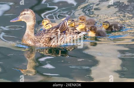 Mallard Duck Mother avec des canetons dans l'étang. Las Palmas Park, comté de Santa Clara, Californie, États-Unis. Banque D'Images