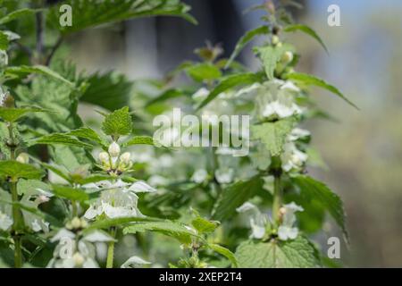 Floraison des tiges de l'ortie blanche (album Lamium). Banque D'Images