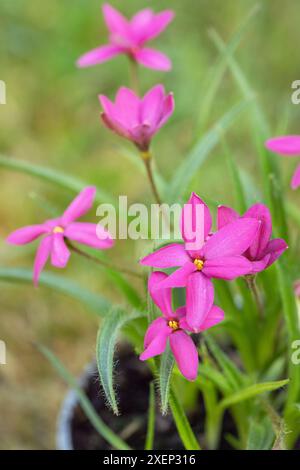 Fleurs d'herbe étoilée rose (Rhodohypoxis milloides). Banque D'Images