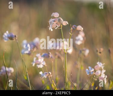 Fleurs de la vessie Campion en fleurs sur l'île de Hiiumaa. Vessie fleur de campion au coucher du soleil, Silene vulgaris. Fleurs de Campion vésical Banque D'Images