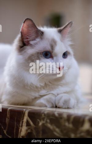 Mignon, Ragdoll chat assis sur la table. 7 mois Banque D'Images