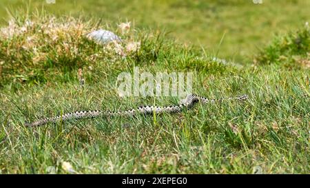 Un sauvage, unique mâle Adder (Vipera berus), se déplaçant en plein jour à travers le terrain dégagé, Dartmoor Banque D'Images