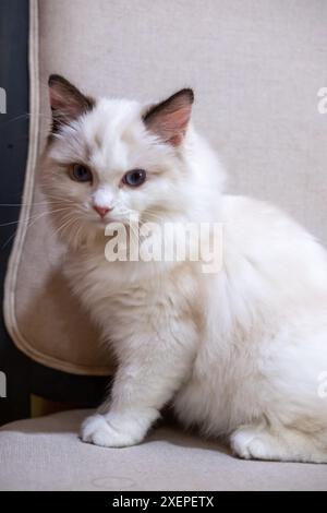 Mignon, petit chat Ragdoll. 4 mois Banque D'Images