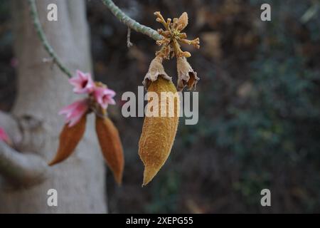 Brush Kurrajong (Brachychiton discolor)Bottle Tree graines closeup Banque D'Images