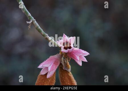 Brachychiton Discolor ou Lacebark Tree Flower rose Banque D'Images