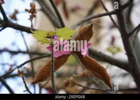 Brachychiton Discolor ou Lacebark Tree Flower rose Banque D'Images