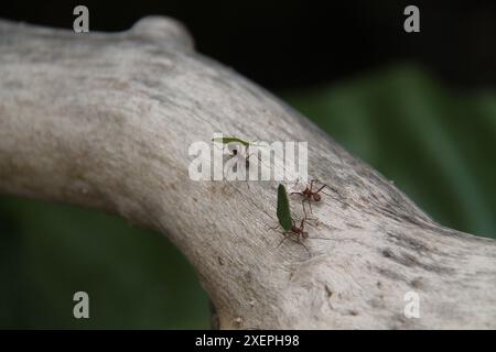 Fourmis coupantes de feuilles portant des feuilles sur une branche d'arbre. Banque D'Images