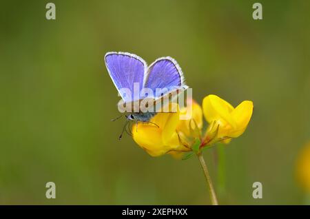Papillon bleu commun reposant sur une fleur de trèfle de pied d'oiseau, comté de Durham, Angleterre, Royaume-Uni. Banque D'Images