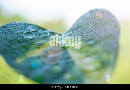 Belles gouttes d'eau sur la feuille avec une lumière brillante. Concept matin et nature. Banque D'Images