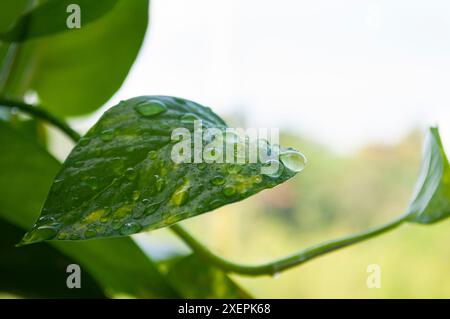 Gros plan des gouttes d'eau sur la feuille avec la lumière brillante du matin. Concept nature Banque D'Images