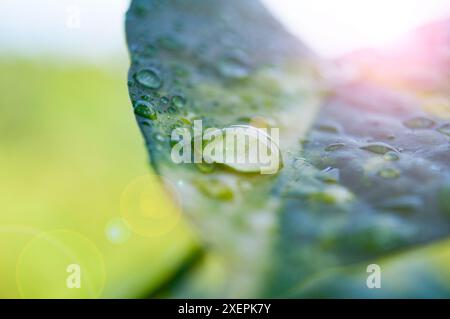 Gros plan des gouttes d'eau sur la feuille avec la lumière brillante du matin Banque D'Images