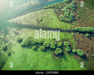 Vue imprenable de haut en bas d'un environnement de jungle avec de l'eau et une verdure vibrante Banque D'Images