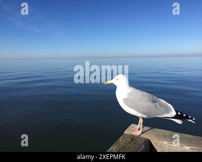 Une mouette est assise sur un quai en bois et donne sur la mer calme Banque D'Images