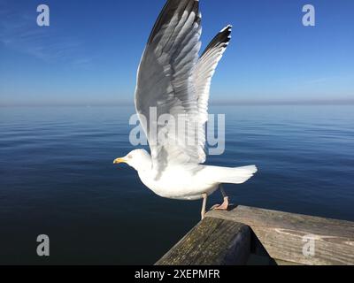 Une mouette ouvre ses ailes et commence à voler depuis un quai en bois en face de la mer calme Banque D'Images