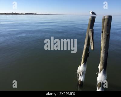 Une mouette est assise sur un quai en bois et donne sur la mer calme Banque D'Images