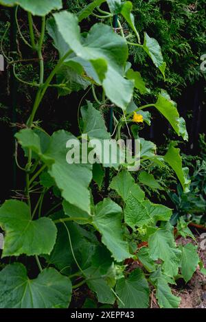 Fleurs et ovaires de jeunes concombres, jeunes plantes et pousses, gros plan sélectif Banque D'Images