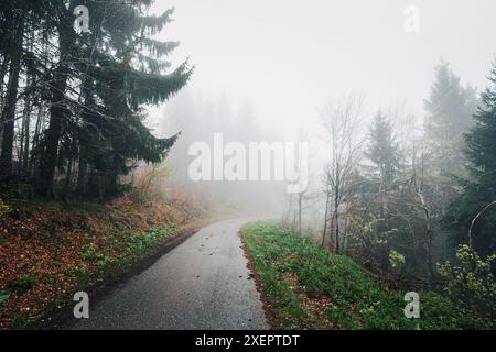 À travers la forêt brumeuse, une route serpente au milieu d'arbres imposants, offrant aux voyageurs un trajet tranquille en automne à travers le paysage rural. Banque D'Images