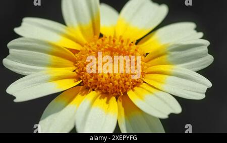 Marguerite couronnée (Glebionis coronaria) avec des pétales jaune pâle qui deviennent jaune vif à la base et un centre jaune encore plus vif. Gros plan Banque D'Images