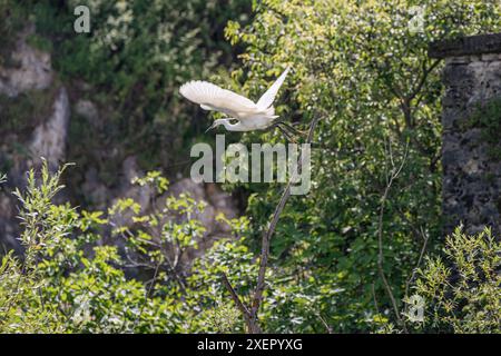 Héron sauvage affichant des ailes et un bec majestueux dans son habitat naturel. Banque D'Images