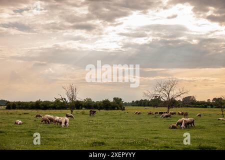 Photo de moutons, moutons blancs, debout dans un pâturage. Les moutons sont des quadrupedal, les mammifères ruminants sont généralement gardés comme bétail. Comme la plupart des ruminants, shee Banque D'Images