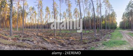 Panorama vue aérienne de la forêt de pins avec une grande superficie d'arbres coupés à la suite de l'industrie mondiale de la déforestation. Lituanie, Europe. Banque D'Images