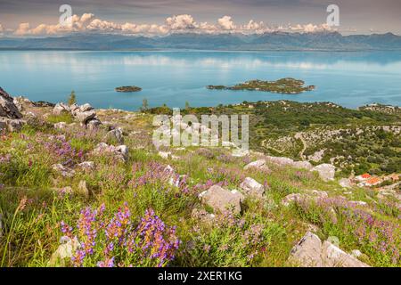 Vue panoramique sur le lac de Skadar au Monténégro, entouré de fleurs d'été vibrantes et d'un ciel bleu. Banque D'Images