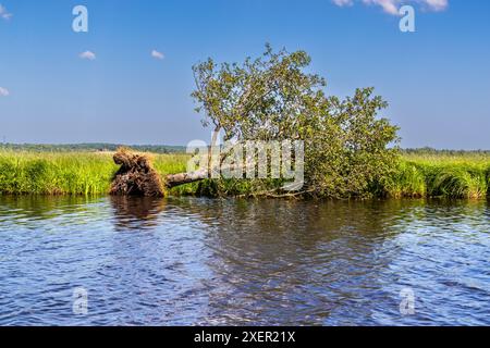 Voyage en barge de tourbe sur la rivière Hamme de Worpswede à Osterholz-Scharmbeck, basse-Saxe, Allemagne Banque D'Images