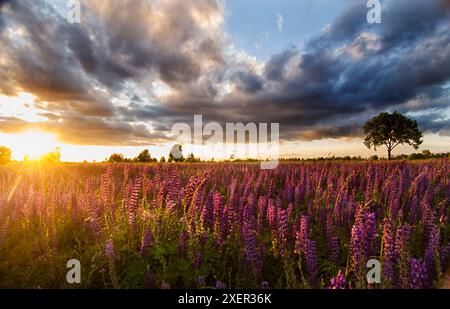 Coucher de soleil sur une colline couverte de lupins en été saison avec ciel nuageux. Paysage. Banque D'Images