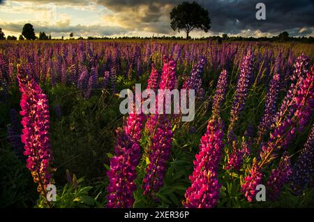 Coucher de soleil sur une colline couverte de lupins en été saison avec ciel nuageux. Paysage. Banque D'Images