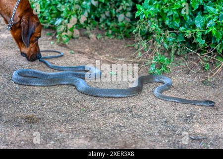 mamba noir glissant dans le sable, chien curieux reniflant le serpent Banque D'Images