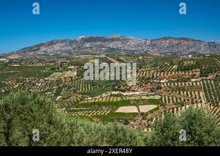 Vergers d'oliviers au sud d'Iraklio (Héraklion), massif du Mont Juktas au loin, Krete centrale, Grèce Banque D'Images