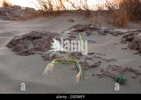 Jonquille de mer aka lys de mer Pancratium maritimum dans les dunes de Falassarna, Crète, Grèce Banque D'Images