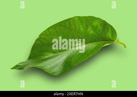 Vue rapprochée de la feuille d'avocat unique verte isolée sur fond vert avec chemin de découpage. Banque D'Images