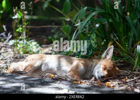 Météo britannique, 29 juin 2024 : alors que Londres connaît une journée d'été sèche et ensoleillée avec des températures de 24 centigrades, un renard fait la sieste à l'ombre tressée d'un parterre de fleurs à Clapham, au sud de Londres. Crédit : Anna Watson/Alamy Live News Banque D'Images