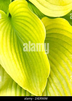 Hostas Fermer Vivid Green Leaves Banque D'Images