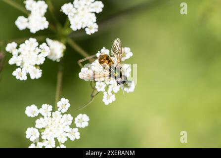 Le soldat-mouche commun, un large Centurion (Chloromyia formosa) Banque D'Images