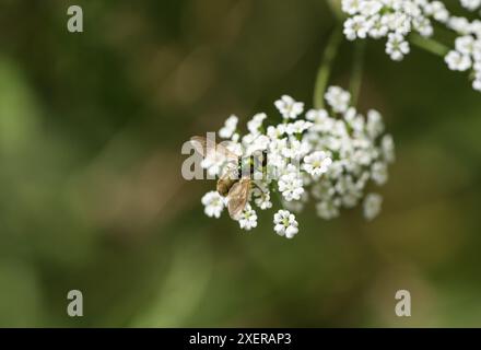 Le soldat-mouche commun, un large Centurion (Chloromyia formosa) Banque D'Images